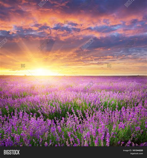 Meadow Lavender. Image & Photo (Free Trial) | Bigstock