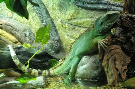 Chinese Water Dragon Facts and Pictures | Reptile Fact