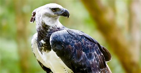 Are Harpy Eagle Talons Really Bigger Than A Bear's Claws? - W3schools