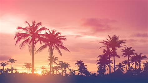 Tropical sunset with palm trees - backiee