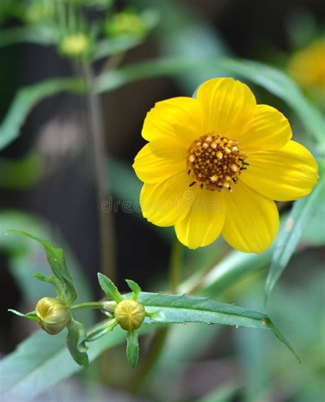 Beggarticks Flower stock photo. Image of burr, prickly - 158377084