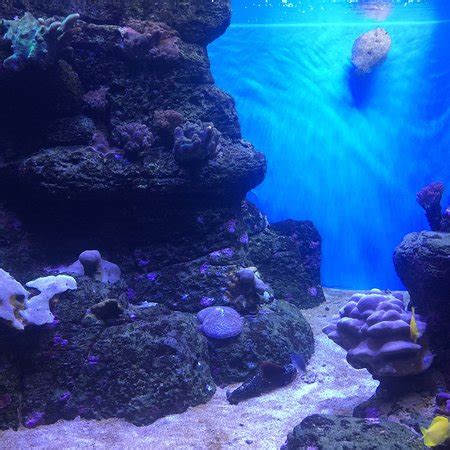 Waikiki Aquarium (Honolulu): All You Need to Know Before You Go (with Photos) UPDATED 2018