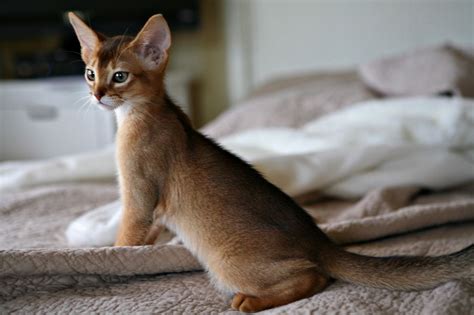 Kittens | CFA Abyssinian Cattery Abys Show Cats for Sale Breeders | Cats, Abyssinian kittens ...