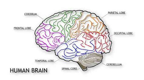 This Is How Lack of Sleep Affects Your Body Functions – Learning Mind