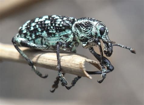 File:Diamond Weevil Side.JPG - Wikimedia Commons