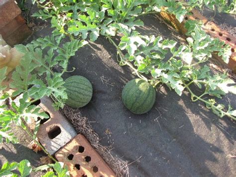 Tips: Growing Watermelon in a Small Garden in 5 Easy Steps | HubPages