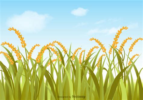 Free rice field with summer sky background vector illustration. | Farm ...