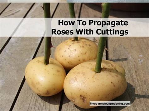 How To Propagate Roses With Cuttings