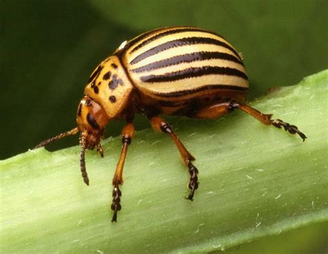 Potato Beetles - Learn About Nature