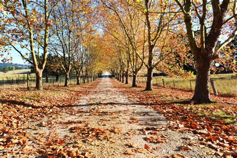 The Autumn Lane - Chilby Photography