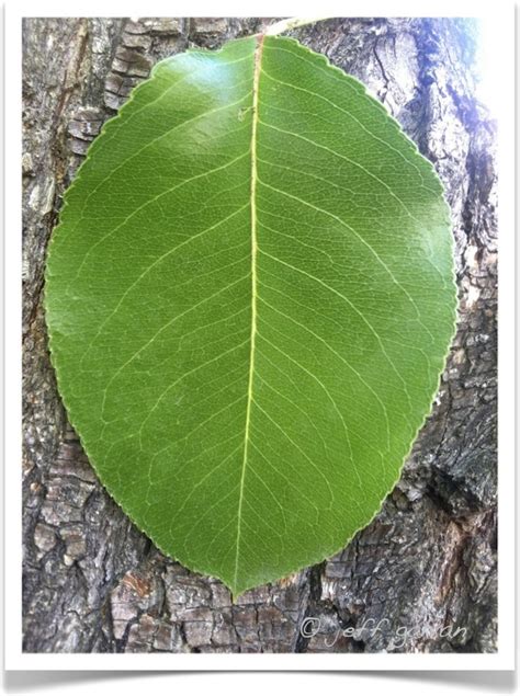 Callery Pear Leaf – identifying Pyrus calleryana by leaf | Tree Service ...