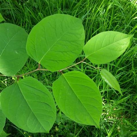 Japanese Knotweed Identification Guide: Expert Tips | Environet