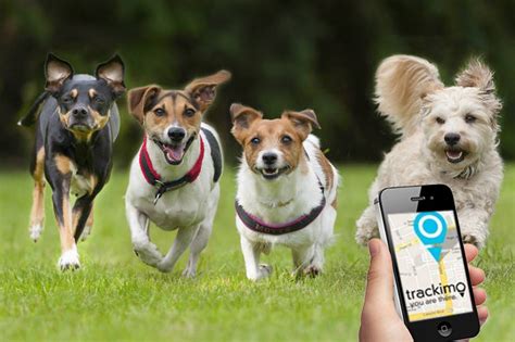 How GPS Animal Tracking Helps Pet Owners - Trackimo