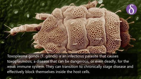 Regulating The Transition Of A Chronic Parasite Infection - YouTube