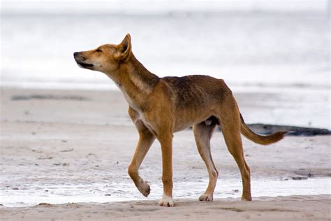 Dingo Facts - Animal Facts Encyclopedia