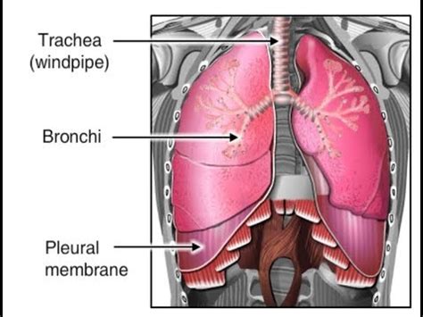 How Breathing Works Animation - Inhalation & Exhalation Process Video. Respiratory System ...