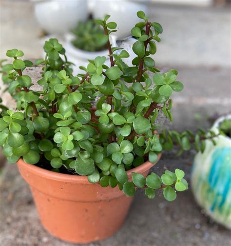 Portulacaria Afra Chinese Jade Plant Clippings | Etsy