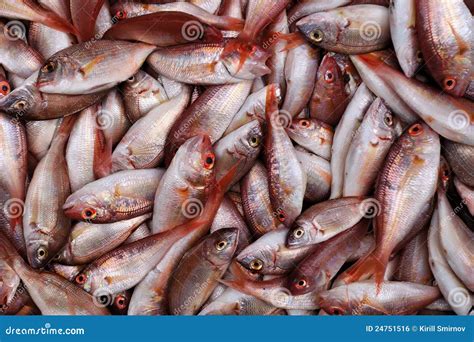 Fresh Red Sea Bream Fish Background Royalty Free Stock Image - Image ...