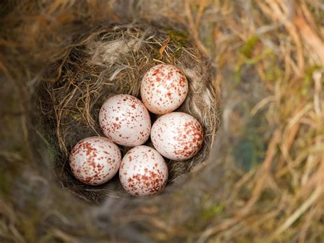 Black-capped Chickadee Nesting (Complete Guide) | Birdfact