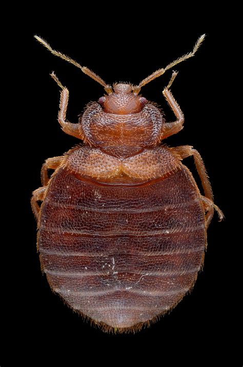 What Do Bed Bugs Look Like? Over 50 Pictures | Debedbug