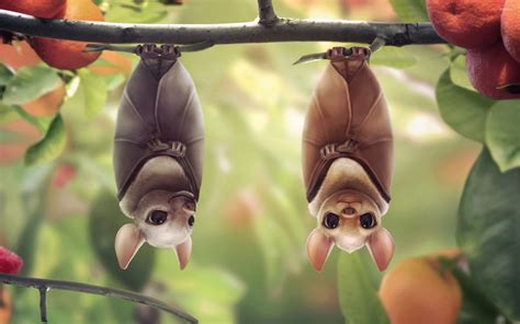 Hanging bats wallpaper | Fruit bat, Cute bat, Fruit cartoon