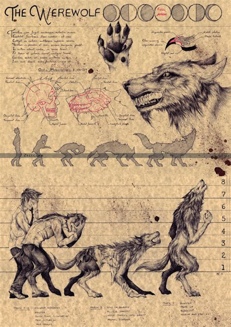 Cool Werewolf European Folklore Art Print - Creepbay