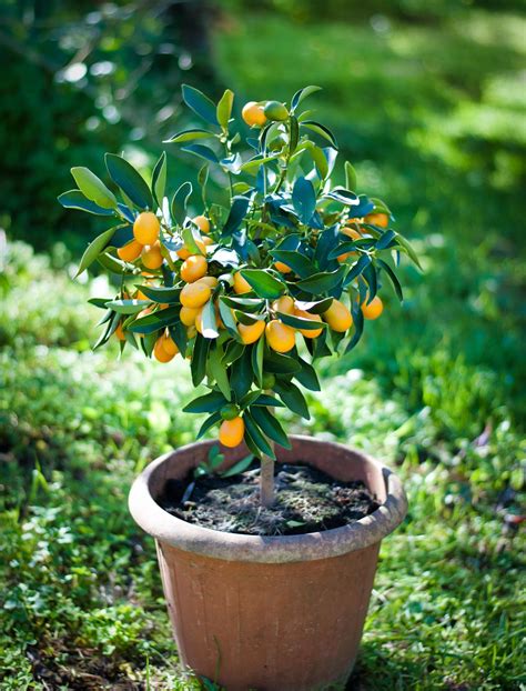 Best fast-growing fruit trees: 10 vigorous fruit trees to grow | Homes & Gardens