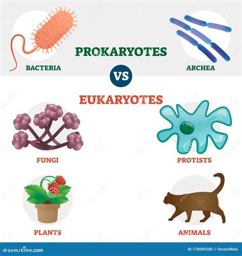 Eukaryote Cartoons, Illustrations & Vector Stock Images - 1128 Pictures ...