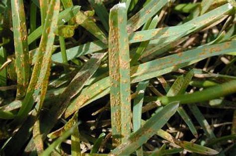 Lawn Rust - How To Identify, Treat And Prevent Rust On Grass