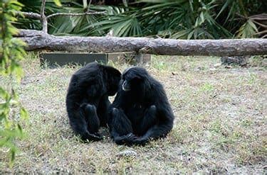 Siamang