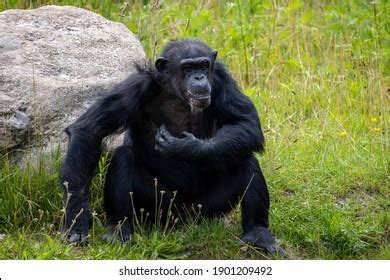 13,353 African Chimpanzee Images, Stock Photos & Vectors | Shutterstock