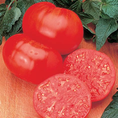 Tomato, Beefsteak , Large Tomato Variety Seeds: Totally Tomatoes