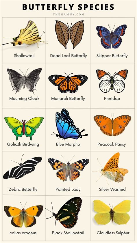 Butterfly Species Chart | Butterfly species, Butterfly facts, Types of butterflies