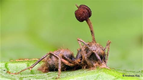 Zombie Ant killed by an Entomopathogenic Fungus - YouTube