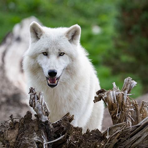 Loup arctique | ZooParc de Beauval