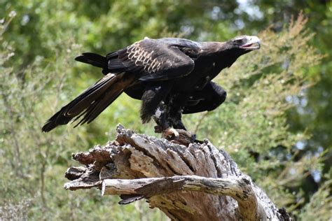 25 Most Beautiful Birds of Prey in the World (With Pictures) - Optics Mag