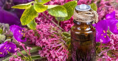 Clary sage oil: Uses, side effects, and benefits