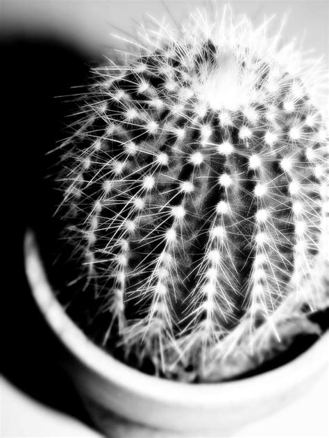 File:Black & White Cactus (375362336).jpg