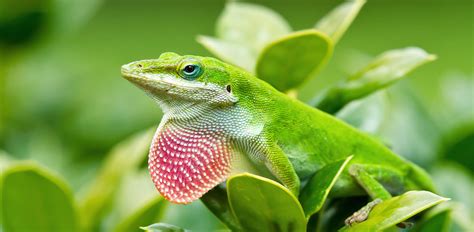 Oakland Zoo | Green Anole