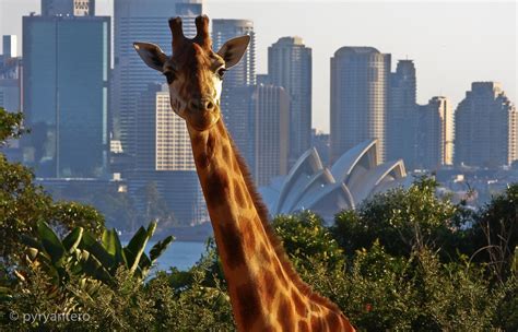 Giraffe at Taronga Zoo, Sydney | Giraffe, Zoo, Opera