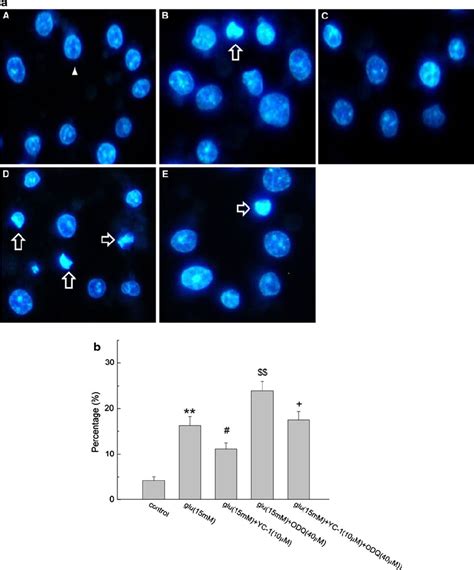 Morphological assessment of apoptosis by hoechst 33258 staining. a... | Download Scientific Diagram