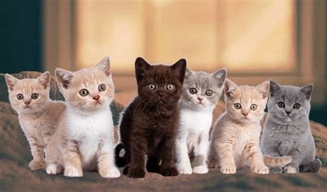 British Shorthair Kittens Breeds - British Shorthair Kittens For Sale