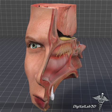 Nose Anatomy 3D model | CGTrader