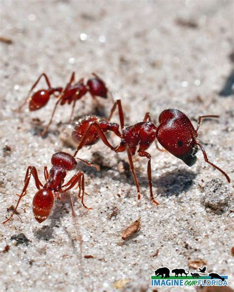 Florida Harvester Ant | Imagine Our Florida, Inc