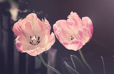 HD wallpaper: Two Light Pink Tulips Flowers, Vintage, Spring, flowering ...