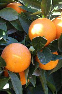 OWARI SATSUMA TANGERINEÂ TREE | Tangerine tree, Satsuma tree, Citrus trees