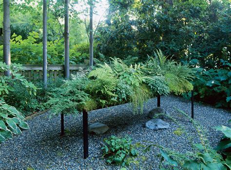 Best Ferns to Plant - Sunset Magazine