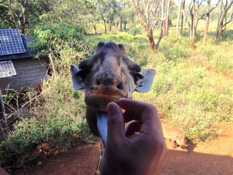 Giraffe Center Feeding | World-Adventurer