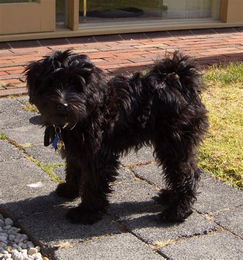 Tibetan Terrier Info, Temperament, Puppies, Pictures