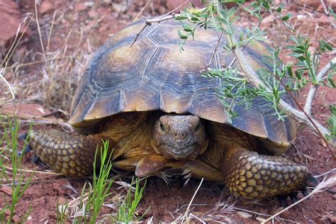 US sued over road project in Mojave desert tortoise habitat | AP News